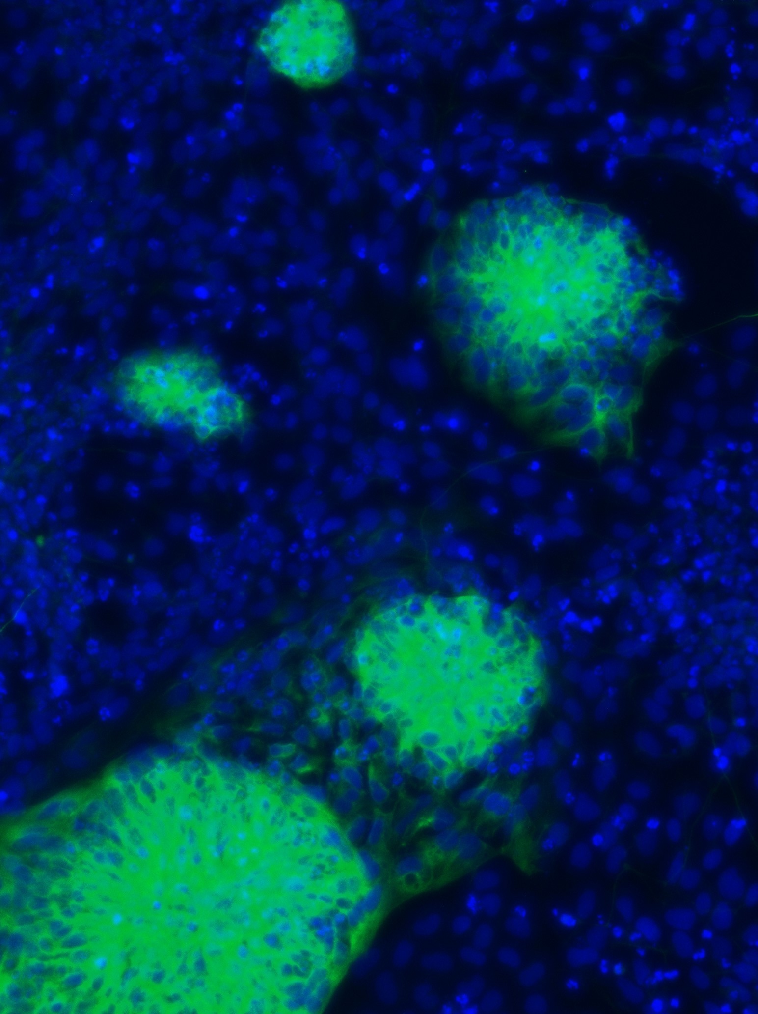 Cells