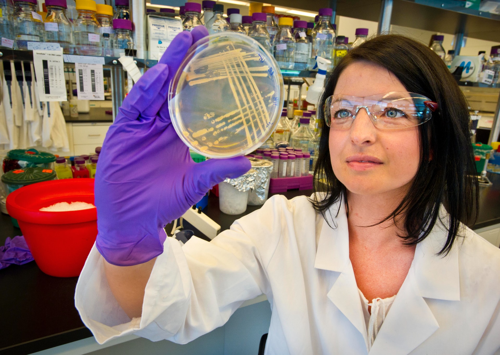 researcher holding up petri dish