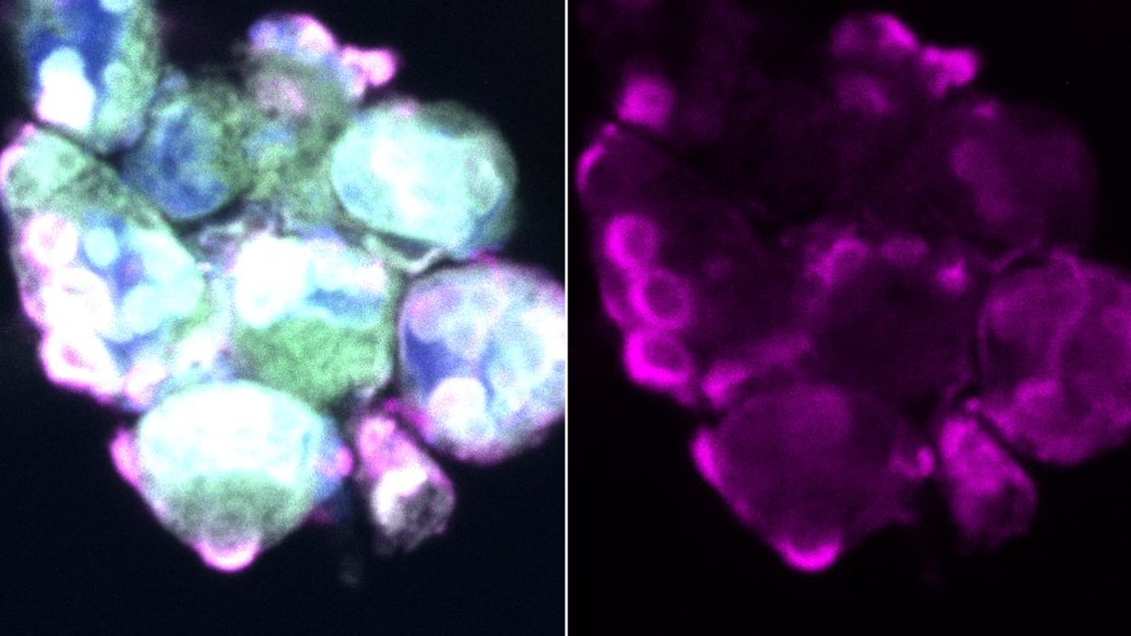 Link to review article 