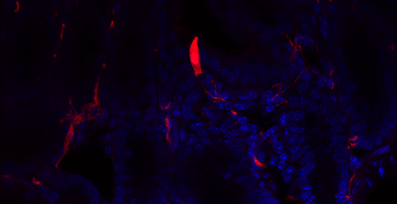 Genetically labeled nerve fibers extending into the mucosa to innervate an enteroendocrine cell in the gut epithelium