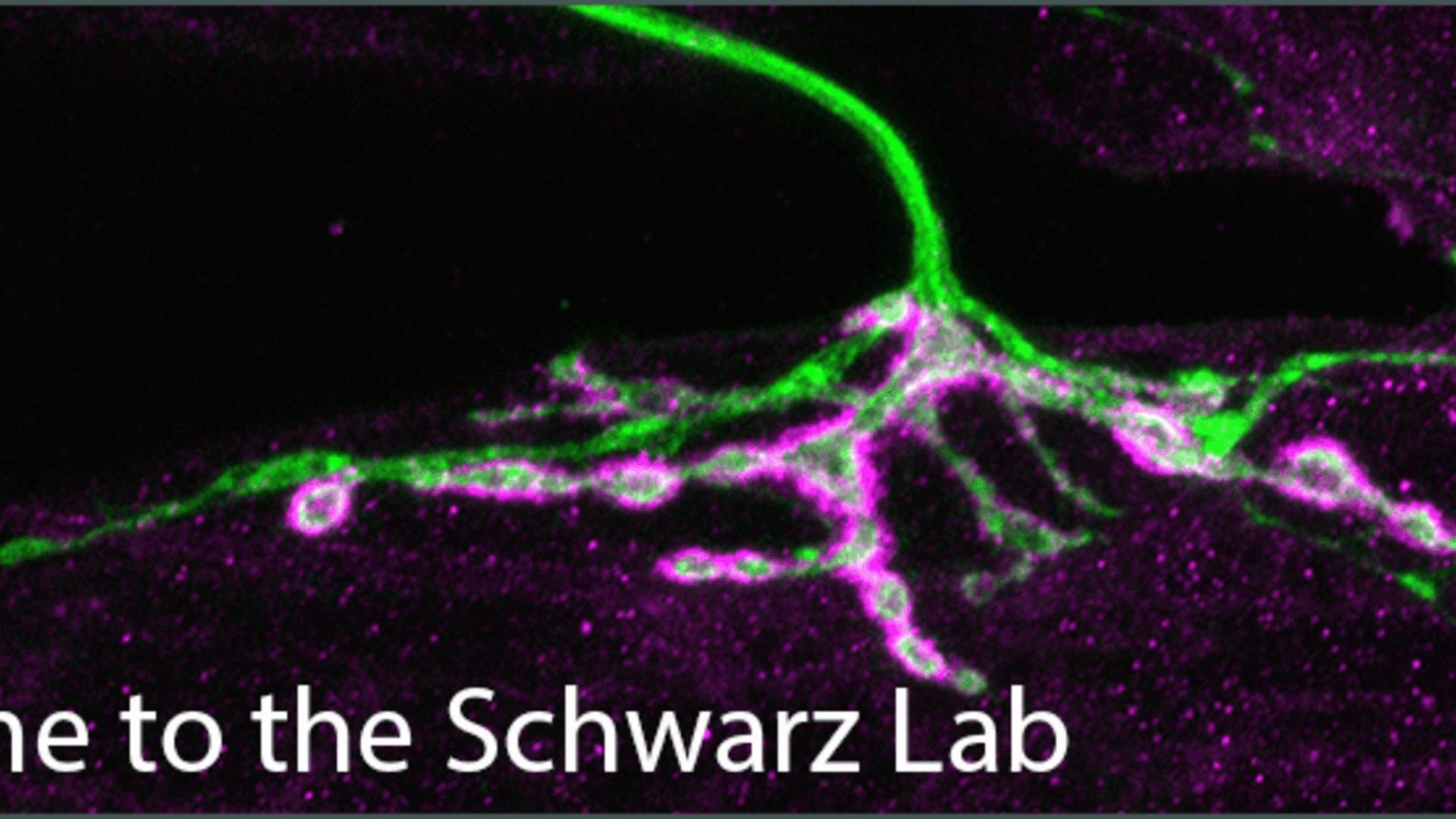 Welcome to the Schwarz Lab