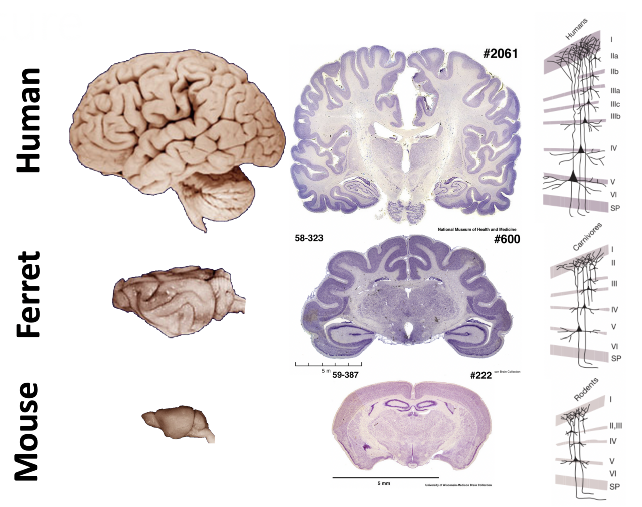 The Evolution of a Complex Cortical Architecture