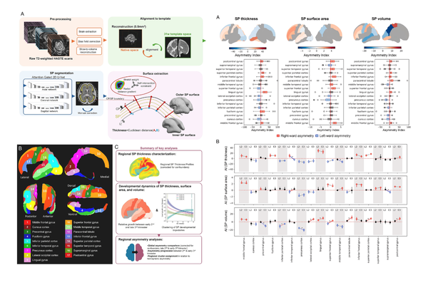 Typical Development of the Human Fetal Subplate: Regional Heterogeneity, Growth, and Asymmetry Assessed by in Vivo T2-Weighted MRI